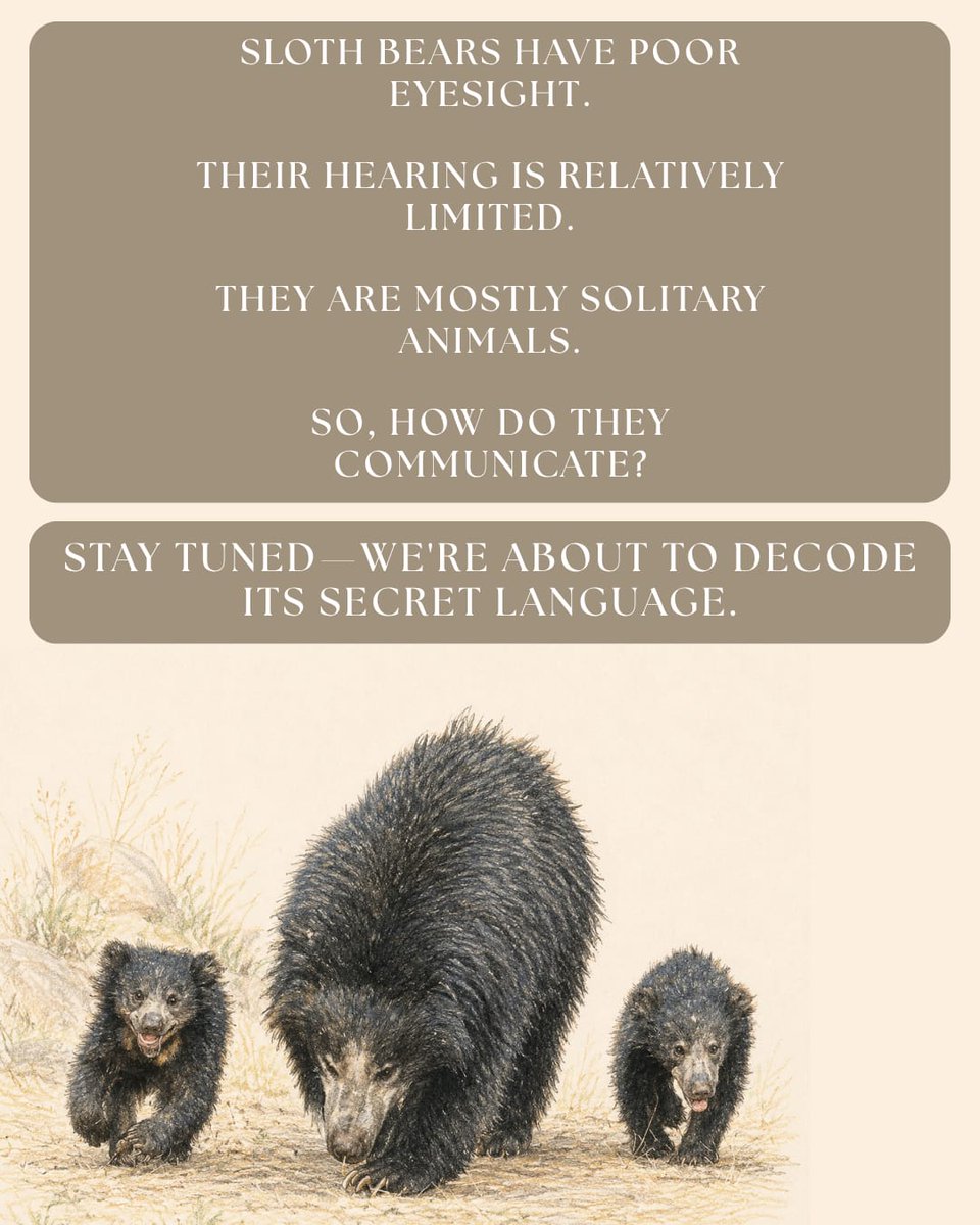 slothbear2026's tweet photo. 🐾Every species has its own way of communicating.
 
Across the animal kingdom, communication takes many forms—from chemical cues and vocalizations to visual displays, tactile interactions, and vibrations. These signals help them locate mates, establish territories, avoid threats, find food, and maintain social relationships.
 
From the pheromone trails of ants to the songs of birds, the gentle touch of elephants, and the visual displays of primates, each species has evolved its own unique way of exchanging information.
 
 So, what about Sloth Bears?
Mostly solitary and with limited eyesight and hearing, they communicate in fascinating ways.
 
Stay tuned to uncover their secret language! 🐻

#ProjectSlothBear #WIIProjectSlothBear #AnimalCommunication #SlothBear #WildlifeFacts #WildlifeResearch
 
@moefcc @CentralIfs @NationalCAMPA @wii_india @SACONCoimbatore @wii_eiacp @rameshpandeyifs @GobindsagarBha1 @RuchiBadola2 @CRamesh_WII @BivashPand34733 @Kramesh95 @amitwii @UpmaManral @ashishjangid22 @avinashyadv95 @utkarsh41995 @kaushikforwild @Hairypotter0777 @Sindhoora_2001 @Suraj_Chauhan31 @niranjanKv2770 @Kavyak0204 @MitaliJadh34762