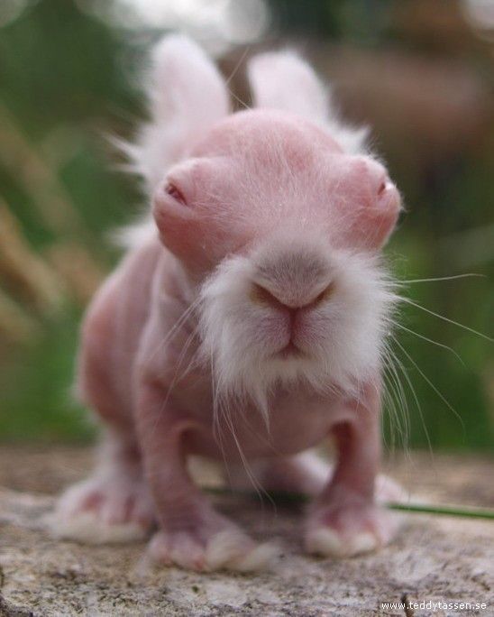 NIRAMYL's tweet photo. @theonlyravevoid Don't worry, honey, me and Bunny are always here 🤤 https://t.co/LfJ5ZN5z7G