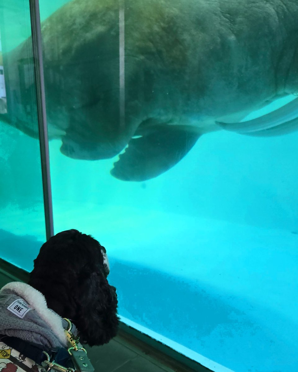tsubasa_gently's tweet photo. 南知多ビーチランド🐬
@beachland2000
愛犬と一緒に水族館を楽しめる🐧✨
狂犬病ワクチン接種証明書、リード(2m以内)必須⚠️
指定の犬種or体重20kg、体高50cmを超える🐶は入園NG
#南知多ビーチランド #水族館
#愛知県 #南知多 #犬旅 #犬同伴
#アメリカンコッカースパニエル
#アメコカ #コッカー https://t.co/4EXElxpq5Z