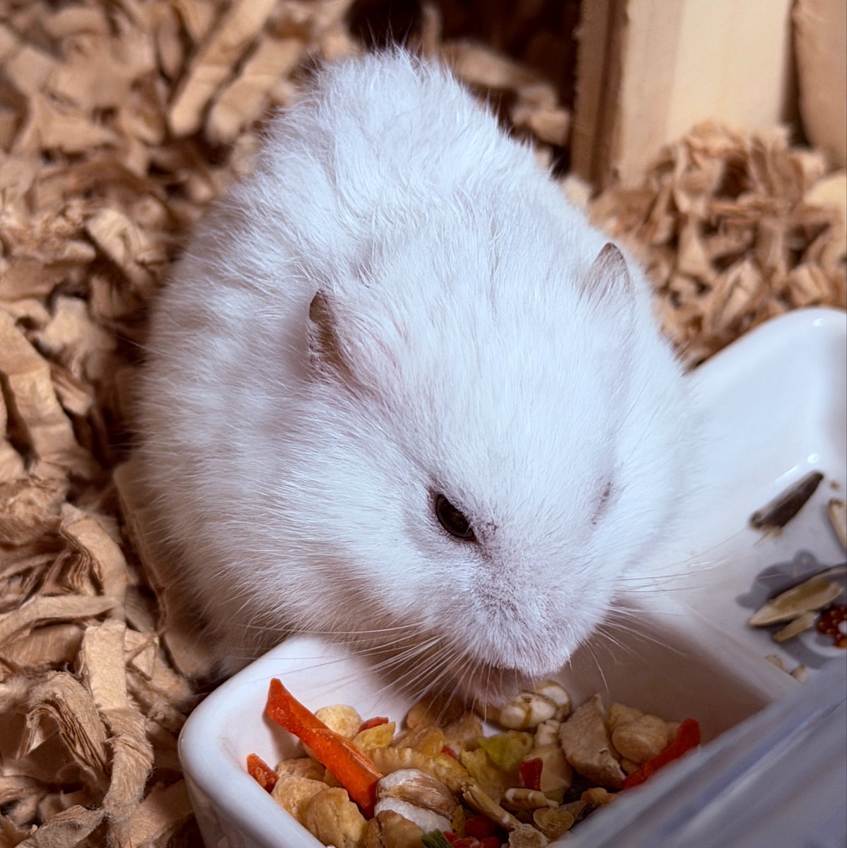 fox_sisque's tweet photo. 夜🐹

夜ご飯食べてる
可愛いね https://t.co/zwVaTGVHEU
