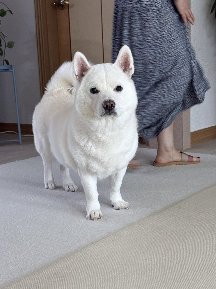 dog_ys1223's tweet photo. 모라고요 오늘 심장사상충약 먹는날이라고요 (신남) https://t.co/O0dl3Tjejn