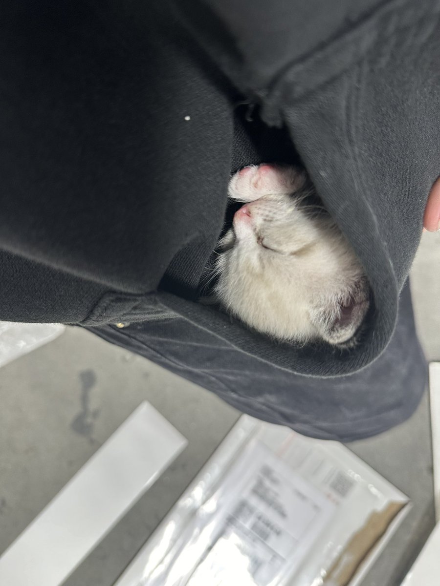 tatertote_lemon's tweet photo. The stray kitten we found outside of work in 2024 has grown to be such a pretty and happy girl https://t.co/c3ITDDGbC9