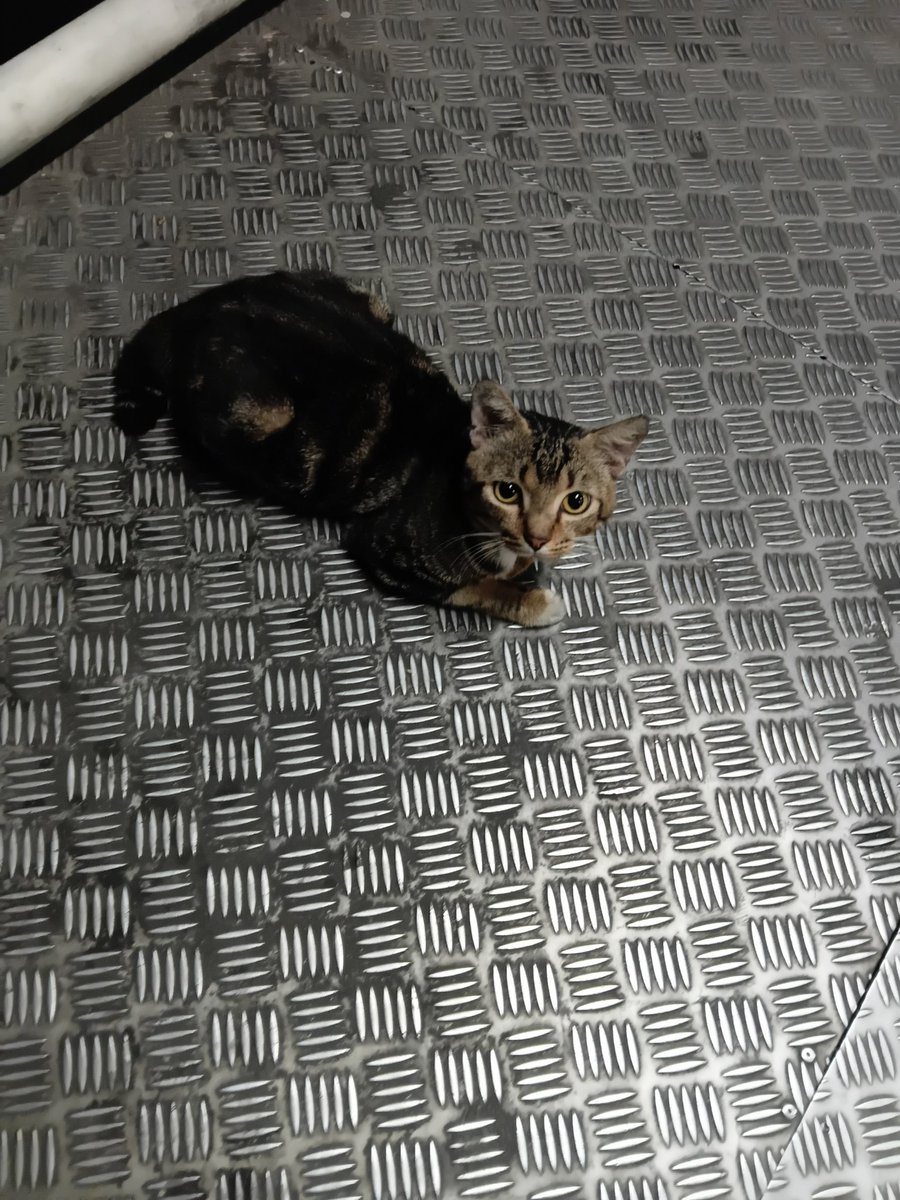 cogitoergosumn's tweet photo. Melihat kucing > cekrek > patpat > tinggalkan https://t.co/d5yDGGINmz