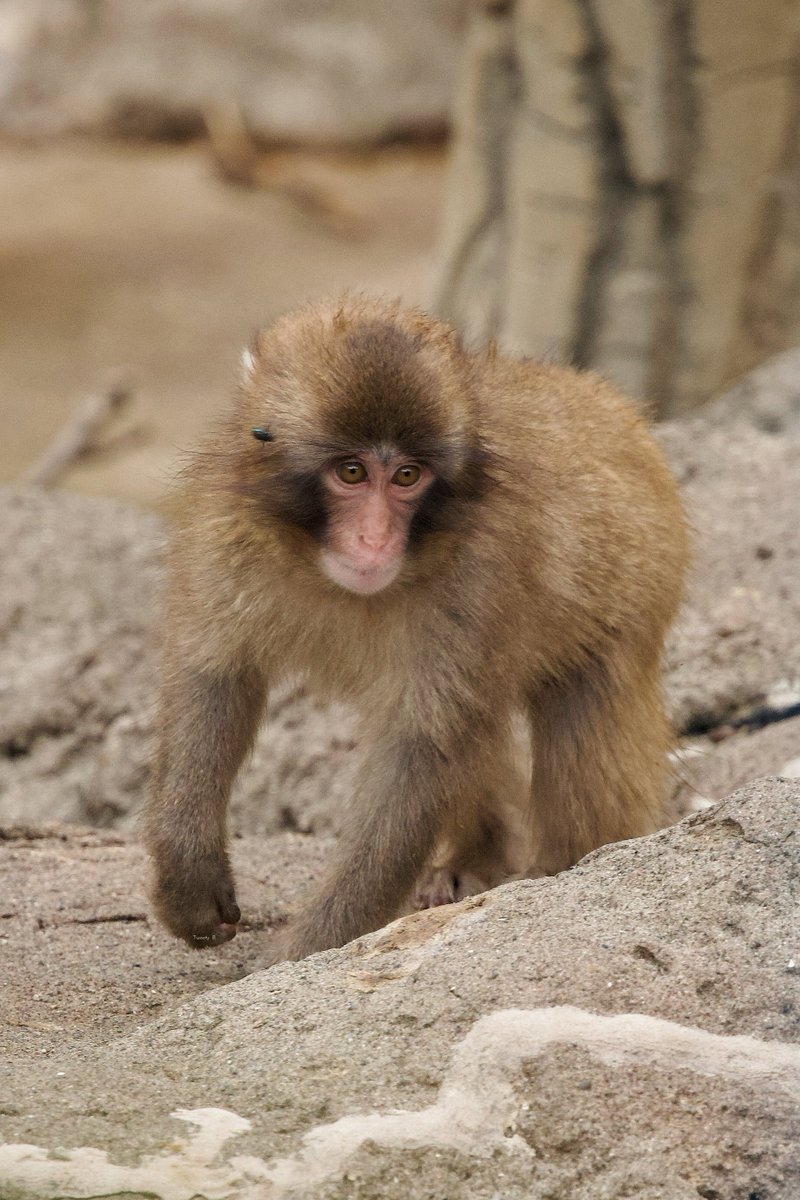 Tweety_R_25's tweet photo. 20260705

パンチくん虫のヘアピン付けてどこ行くの🤭??

#市川市動植物園
#がんばれパンチ https://t.co/7xGsGWa3QE