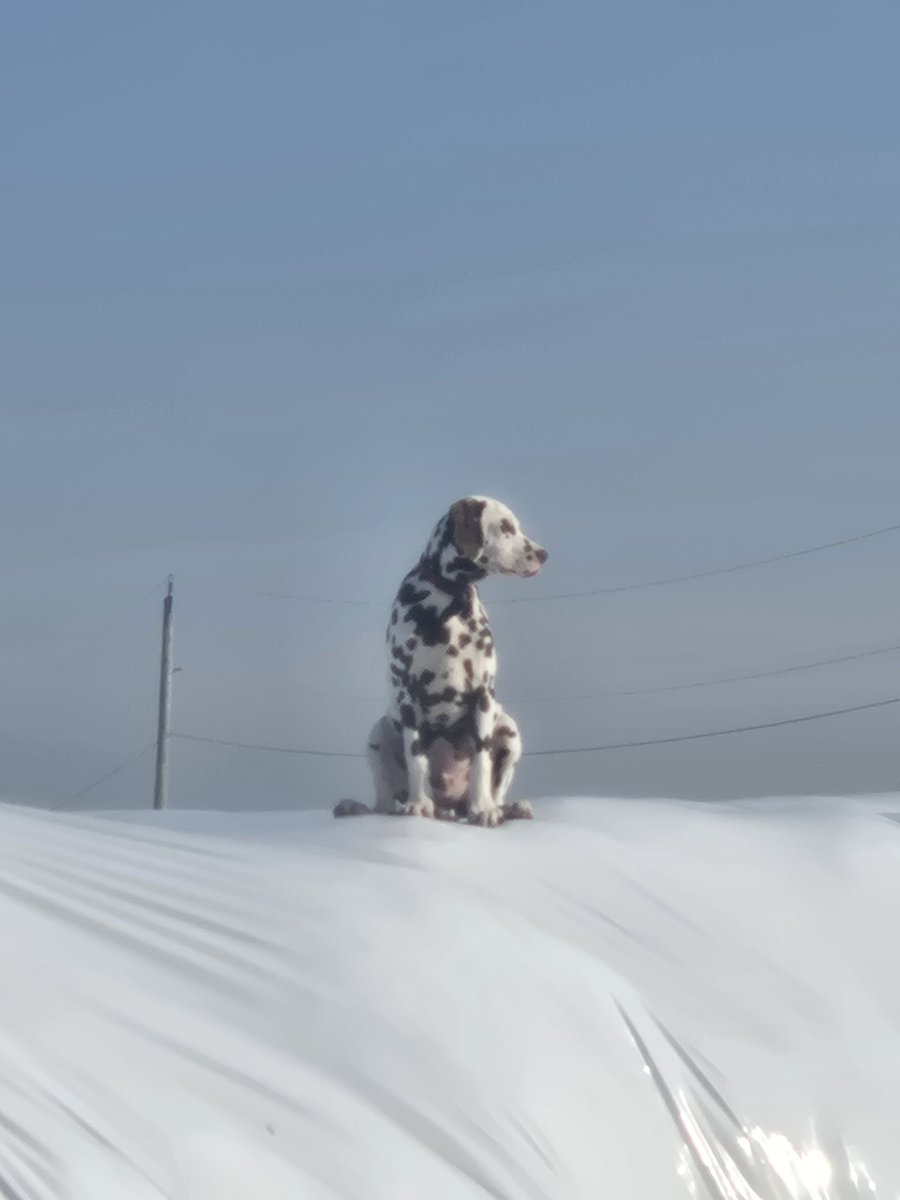 ayrporte's tweet photo. Apparently we have a bird dog
#dalmation
#rango https://t.co/n8HMkxkCW4