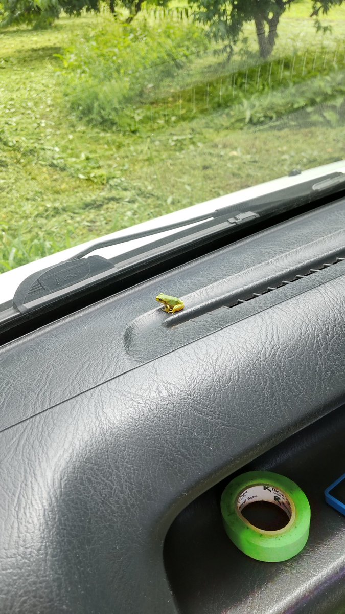sh96043's tweet photo. 🙂こんちわ🐸

　蒸し暑くてドアの窓フルオープンで開けてたら、小さなお客様がいらしゃいました😌

　　　　　😙🐸😌 https://t.co/FUQjovIHbX
