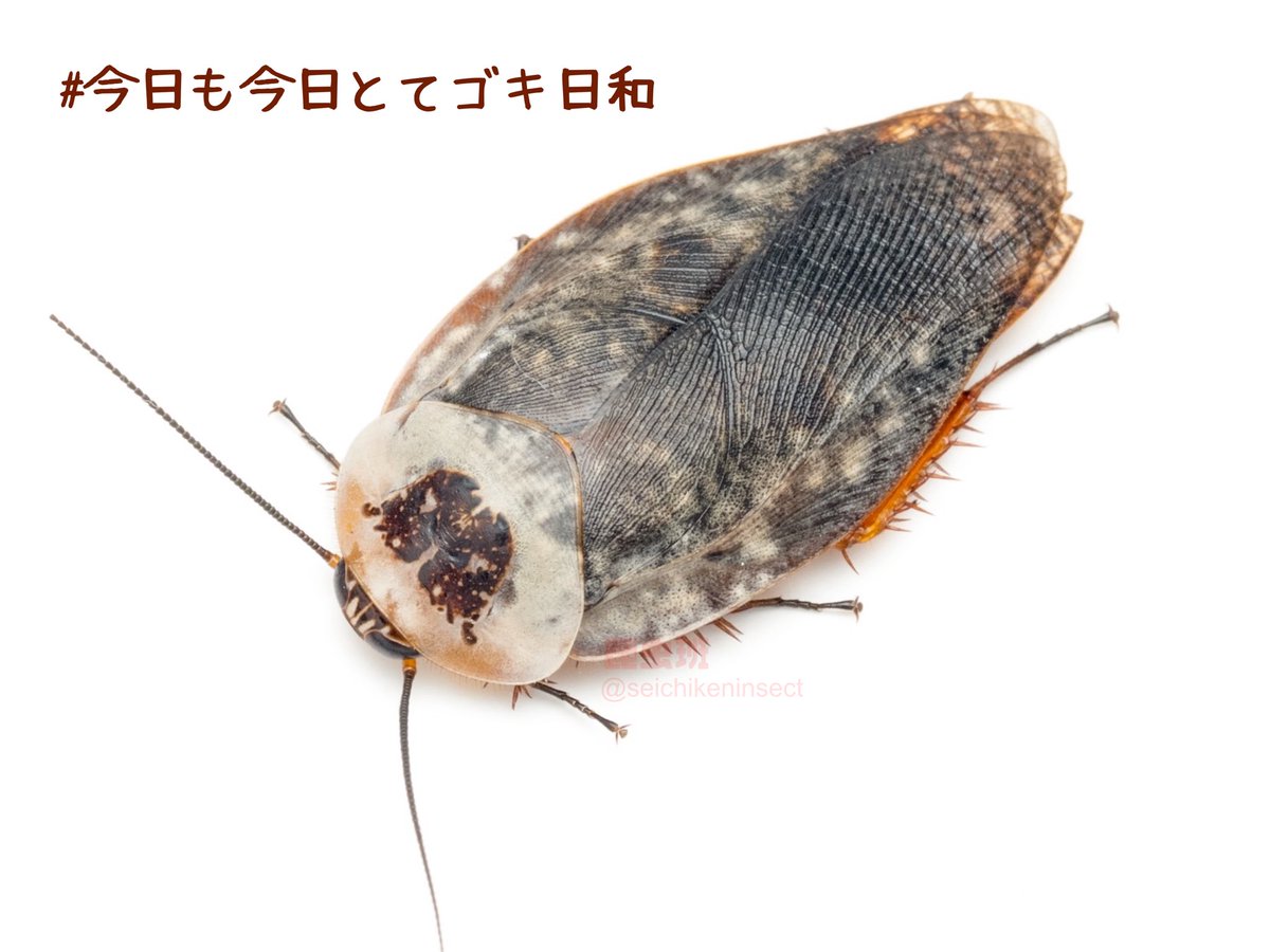 seichikeninsect's tweet photo. 学祭展示に向けて・・・
#今日も今日とてゴキ日和 20日目

今日はゴーストポーセリンローチ！！！！！

センチュリオンポーセリンより渋くてかっこいいゴキブリ！！！

脚のオレンジが美しい！！！ https://t.co/28DboNasgQ