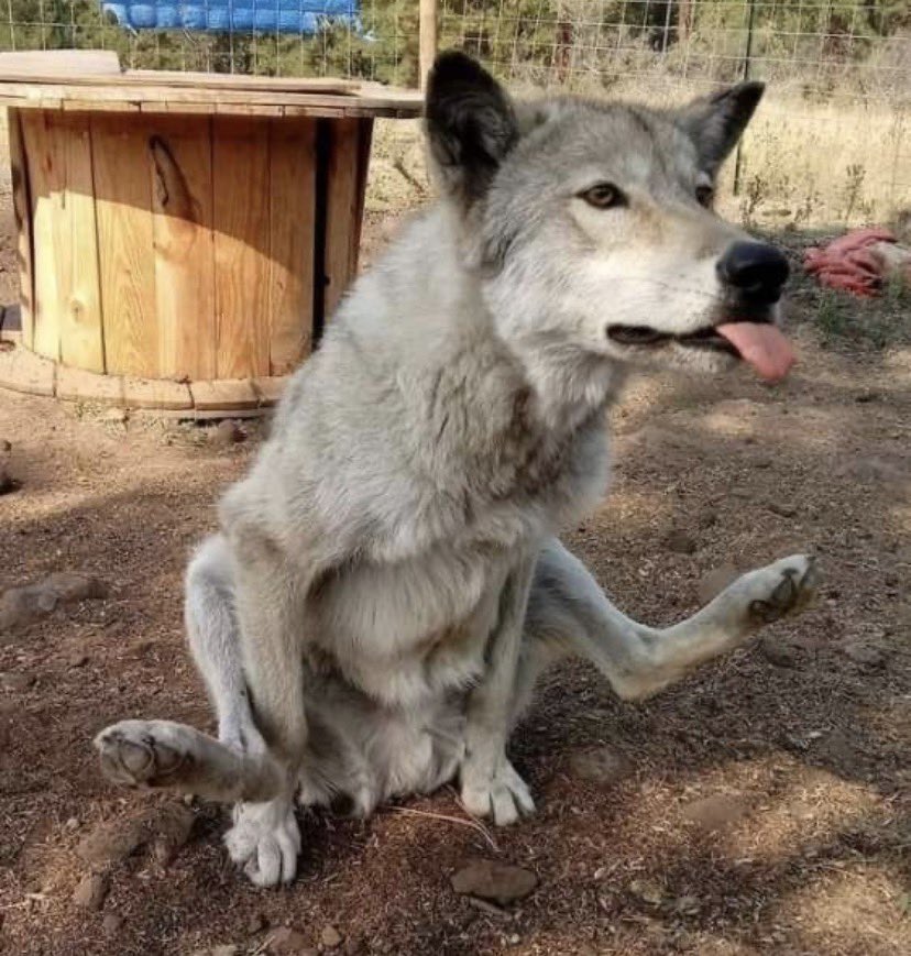 CAGEDHOUNDZ's tweet photo. at the function rn (my bed), sitting like a wag (wolf-fag) only real pups know… https://t.co/PXYMhw7gn8