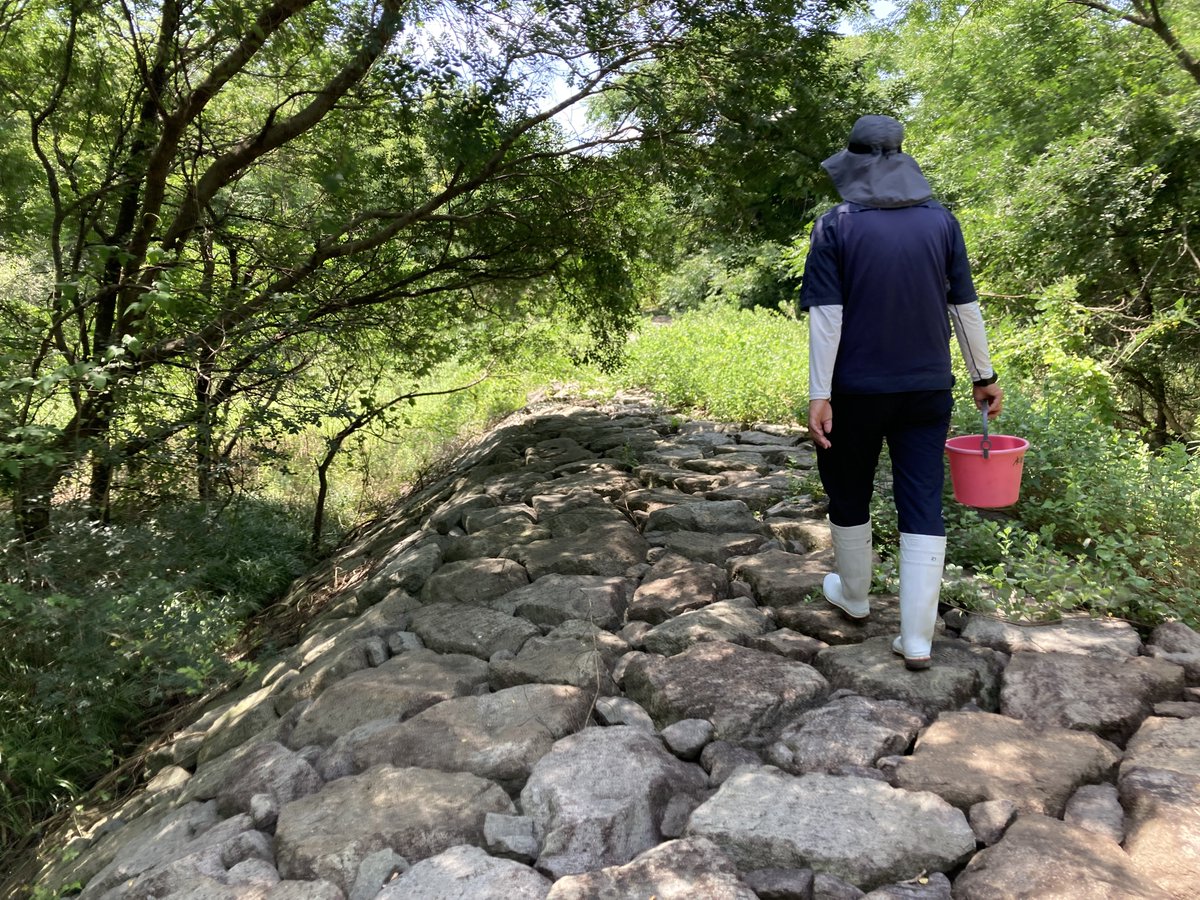 sayakasbs's tweet photo. 大分の中津干潟（舞手川河口湿地）

コンクリートで囲わず、自然石を使い陸側に空間を残すことで生態系を守る「セットバック護岸（Eco-DRR）」の現場です

この優しい工法で守られた豊かな干潟で、貴重なカブトガニを観察できました！

自然と共生する防災のモデルケース、本当に素晴らしい取り組み👍 https://t.co/BlKfwqAIW5