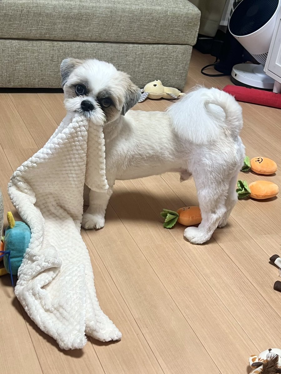 qz_urm's tweet photo. パパに遊ぼーって誘ってるの🥺 https://t.co/ns8ybru9Gt
