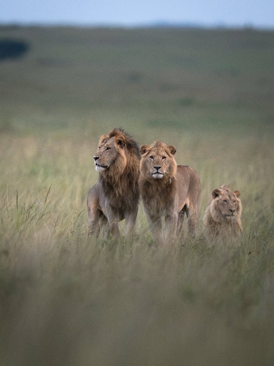 SMNK1972's tweet photo. Three of the five Rongai Rockers looking mighty fine. Credit to Christian Hargasser https://t.co/nHjscnaYtr