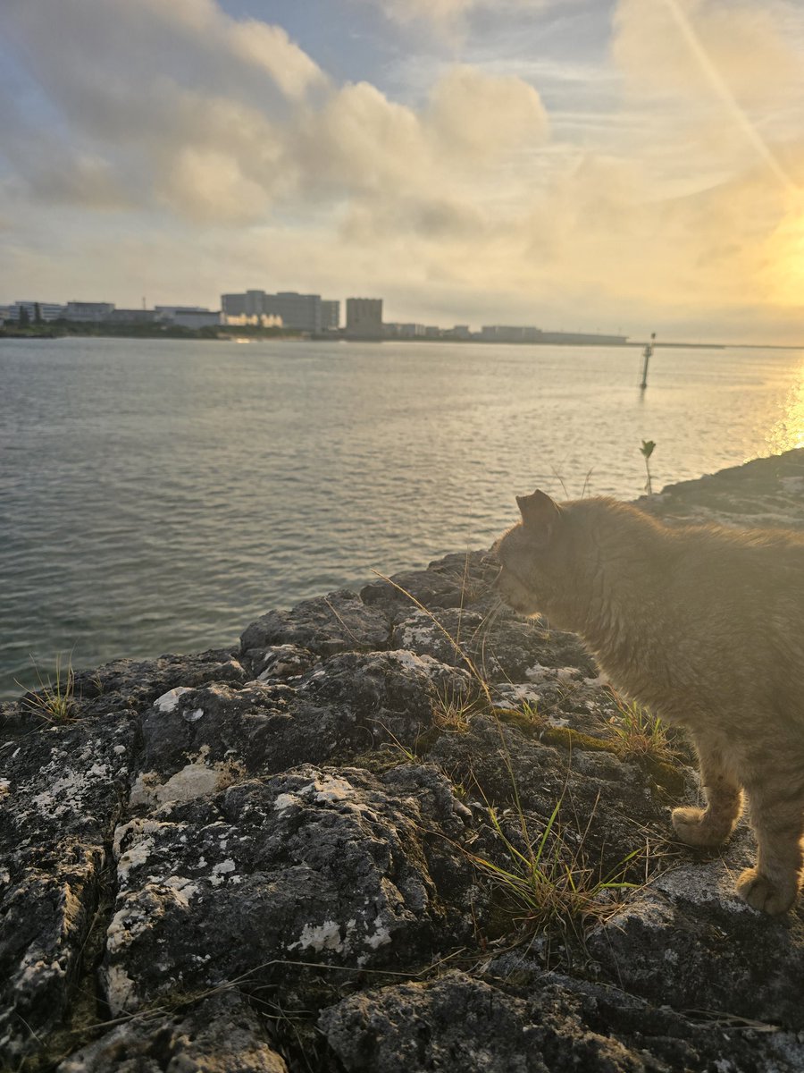 719Junji's tweet photo. 今日は三重城跡の海側まで歩いてきた夕方海の近いところは涼しく気持ち良かった一枚目の写真に野良猫ちゃんが写りこんできたwもっと夕日キレイなんやけど雲が出てたから残念つかれたわ明るいから時間の感覚わからんよいになった写真撮影した時７時台です
那覇バスターミナル観光客多い https://t.co/mULvMiWxUj