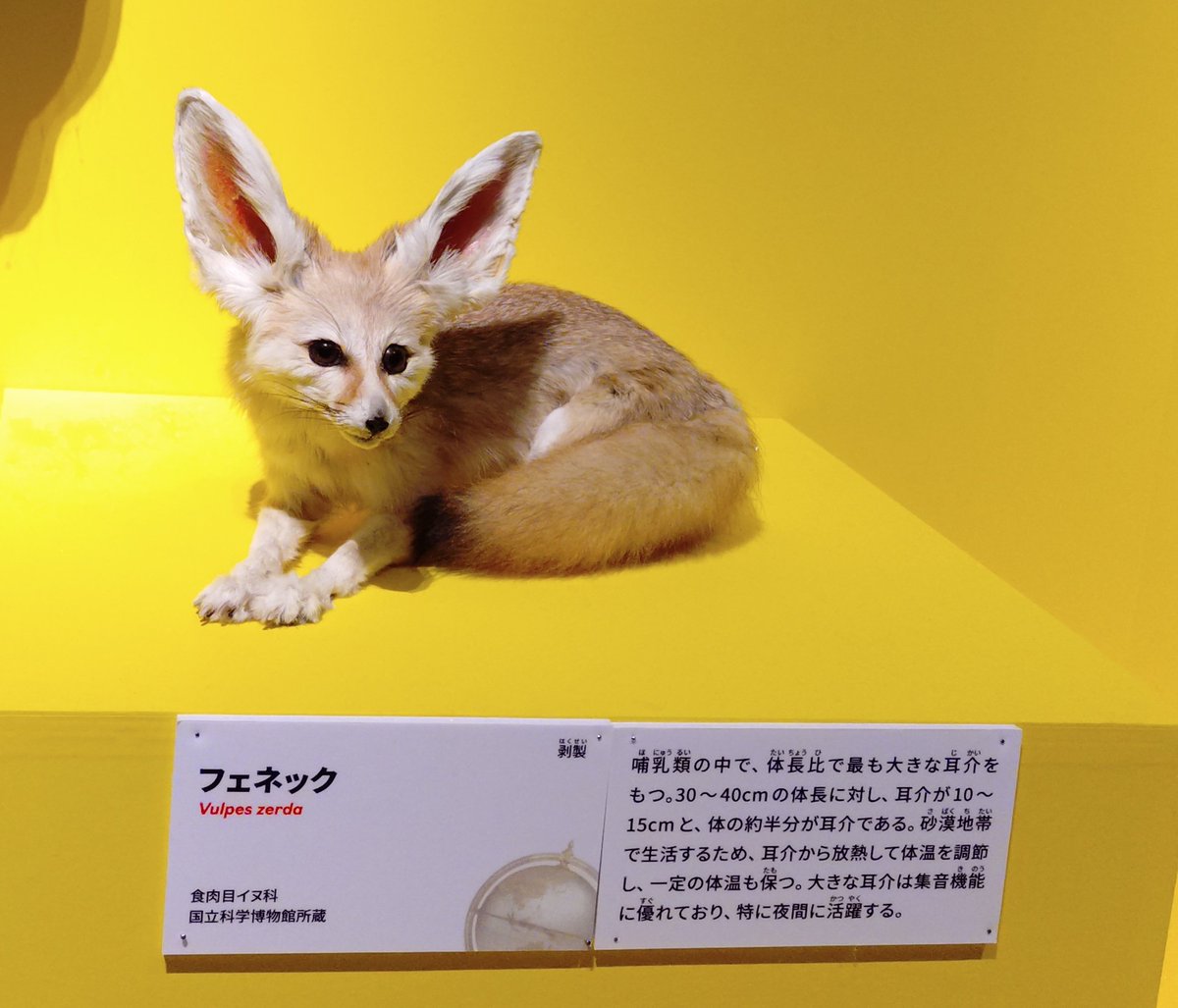 primary_c's tweet photo. レストランの特別メニューのフェネックパフェ。ちょっと目つきが悪かった😅マンゴームースの上下を酸味のあるレモン、キウイ、ヨーグルトの層が挟んでいて爽やか。毎回楽しみだけど今回も美味しかった😆 https://t.co/pnpxiv1SjQ