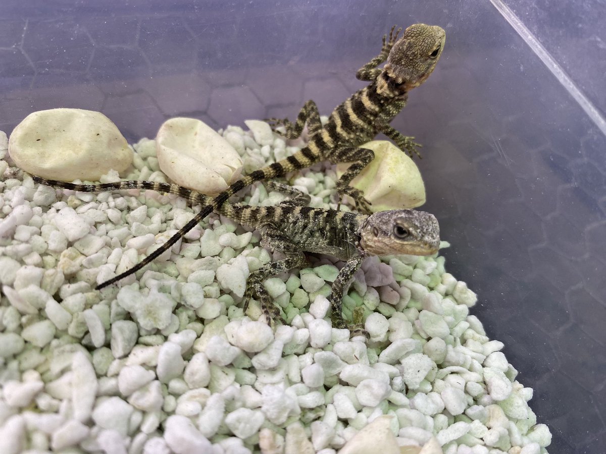 SAURIA_daitou's tweet photo. 🦎✨可愛いベビーが誕生しました！✨🦎
イロヌリアガマの店内CBベビーたちです！
まだ小さいながらも元気いっぱいです！
販売できるようになり次第改めてお知らせしますので、お楽しみに！

#サウリア #イロヌリアガマ https://t.co/xkmQEGjKp2
