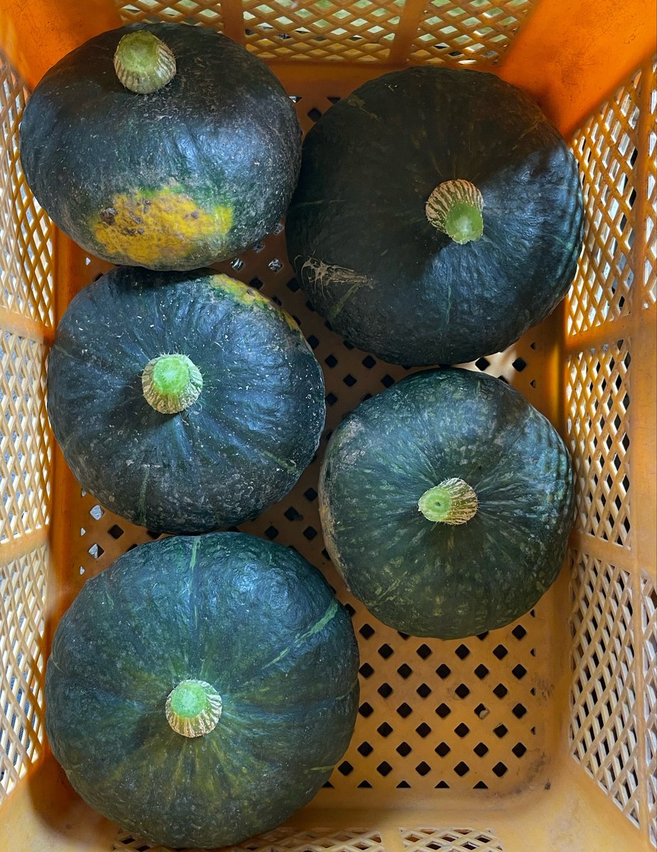 Non_Biri3's tweet photo. かぼちゃ🎃
5/3播種
栗かぼちゃの「ブラックのジョー」
収穫 https://t.co/9q8Pm7rmI0