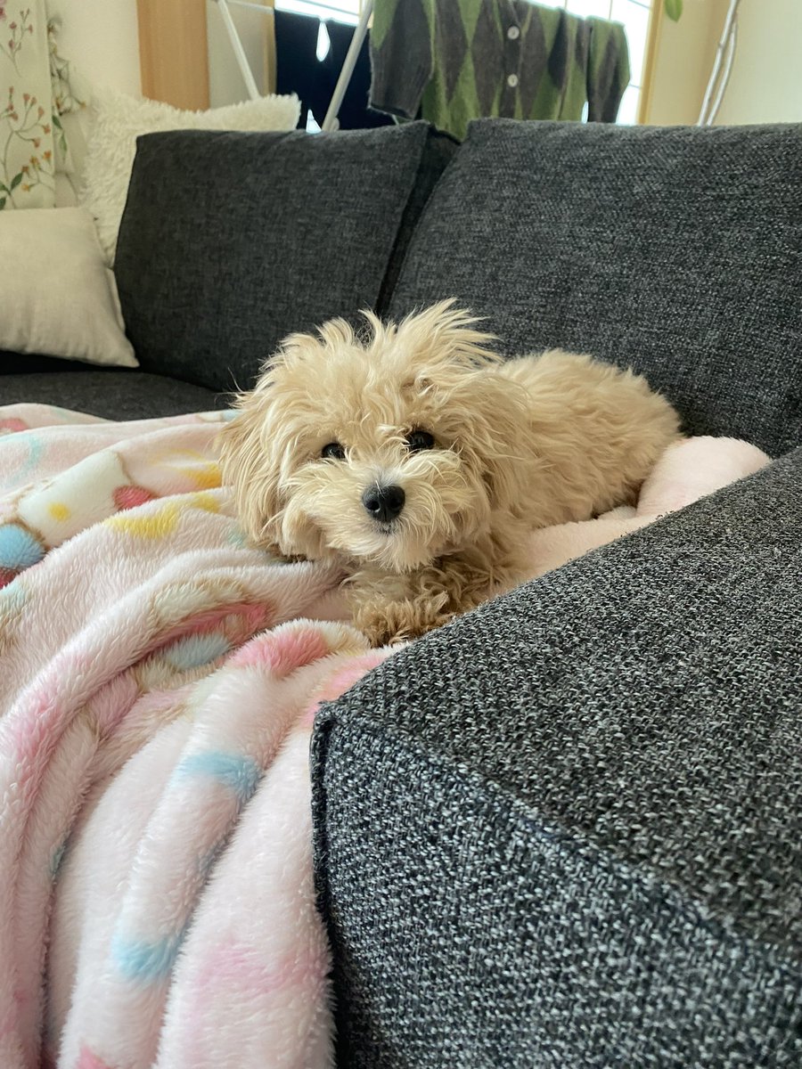 0907miso's tweet photo. 冬眠明けのみそくん https://t.co/pFN151hAvP