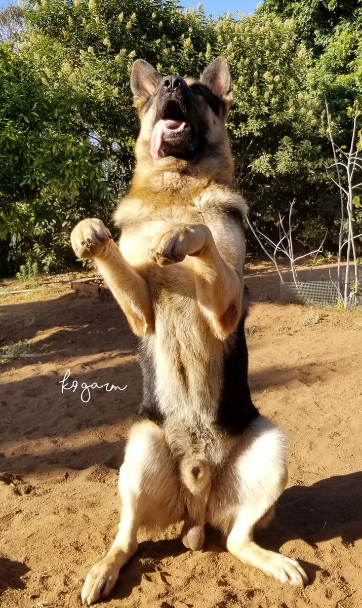 K9Garm tweet media