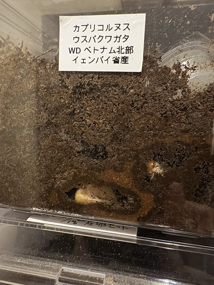 KUWABUN905's tweet photo. カプリコルヌスウスバクワガタ
蛹化しました
プラケースで多頭飼育ですが
無事羽化してください🙏 https://t.co/ET2FffKX5R