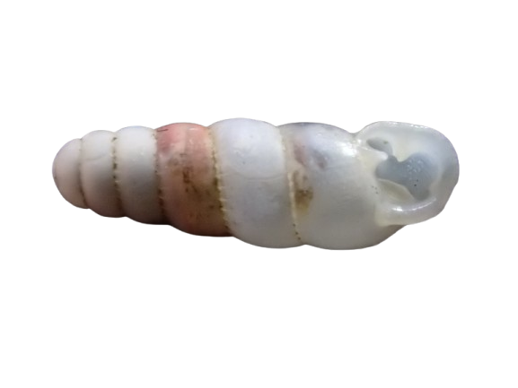 chamalycaeus's tweet photo. なんと、台湾・インド原産の外来種である
ソメワケダワラGulella bicolor （T. Hutton, 1834）を
兵庫県伊丹市の河川敷において確認しました。
愛知県名古屋市に次ぎ、本州2例目となります。名古屋市では繁殖・定着には至っていませんが、この地点では２０個体以上を確認し、明らかに定着しています。 https://t.co/Pw13Ln9q35