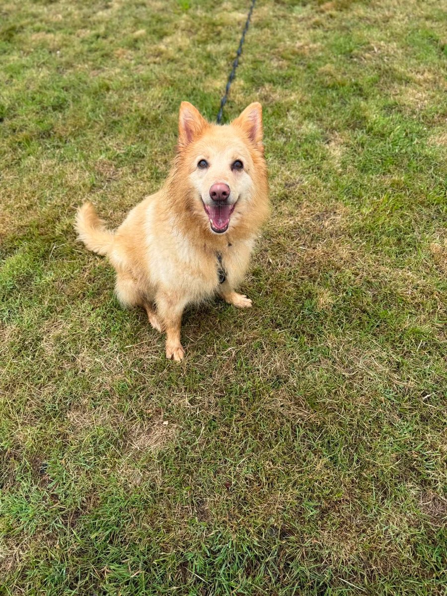 gsrescueelite's tweet photo. Daisy May is 2yrs old and she was abandoned on some train tracks. Daisy May is a playful and friendly girl who can live with older kids but she can be choosy with other #dogs 
#germanshepherd #Essex 
https://t.co/gi25NnbJtX https://t.co/A9Vs5Le2kh