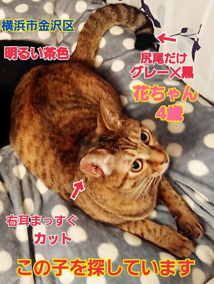 squirrelemi's tweet photo. 猫を探しています。花ちゃん4歳。明るい茶色、右耳まっすぐカット、長い尻尾だけはグレー✕黒の縞々模様です。2024年4月11日横浜市金沢区富岡東の自宅から私の不注意で外に出てしまい迷子のままです。些細な情報でもありましたら教えてください。
#猫を探しています
#拡散希望
#リポストお願いします https://t.co/9eM36enahv