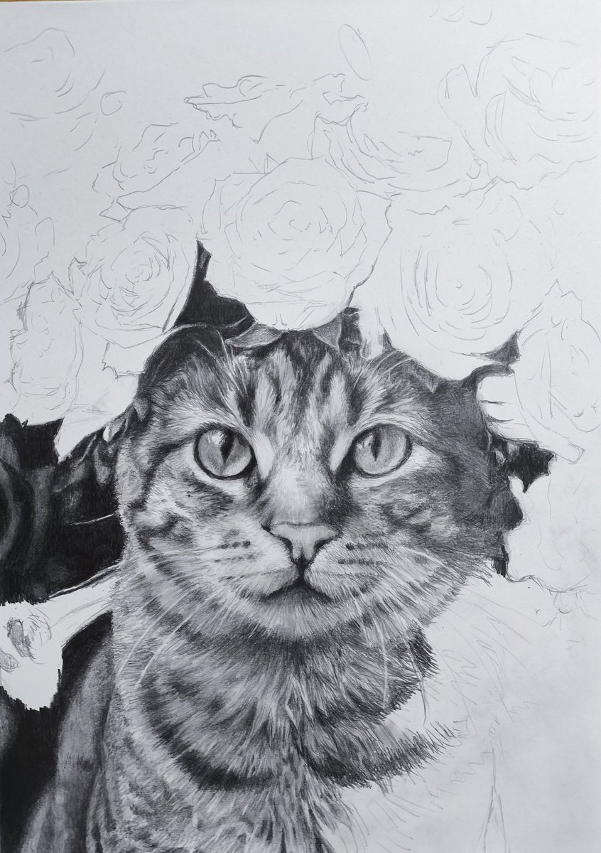 今日もカキカキ｡｡(′・ω・)φ ちょっと疲れました。 #鉛筆画 #咲久 #WIP #cat