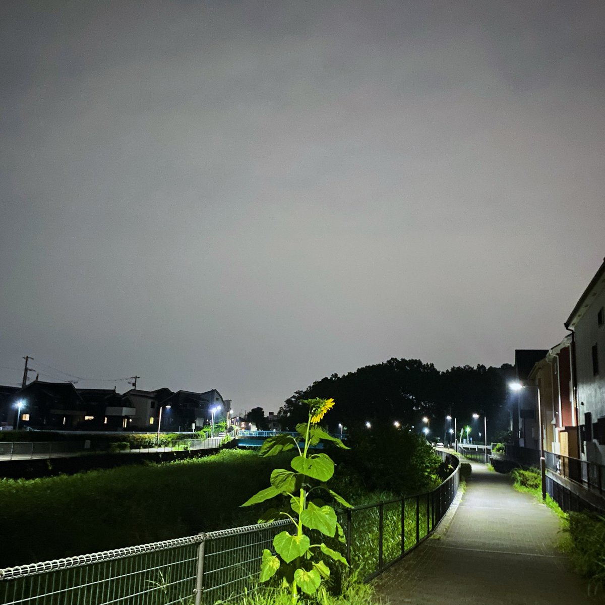 LCT1207's tweet photo. 空堀ナイトウォーク https://t.co/DfyqK34nIL