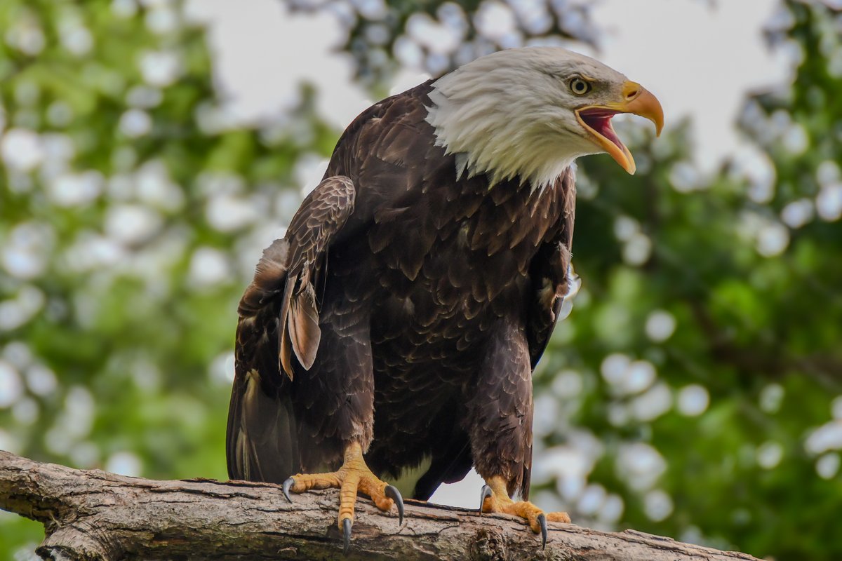 potterparkzoo's tweet photo. Zoo Update
⁠
Due to today's poor air quality, the animals will have access to both their indoor and outdoor habitats, allowing them to choose where they're most comfortable. Thank you for your understanding.⁠
⁠
The zoo remains open today from 9 a.m. to 5 p.m. https://t.co/N8TVKc3CyO
