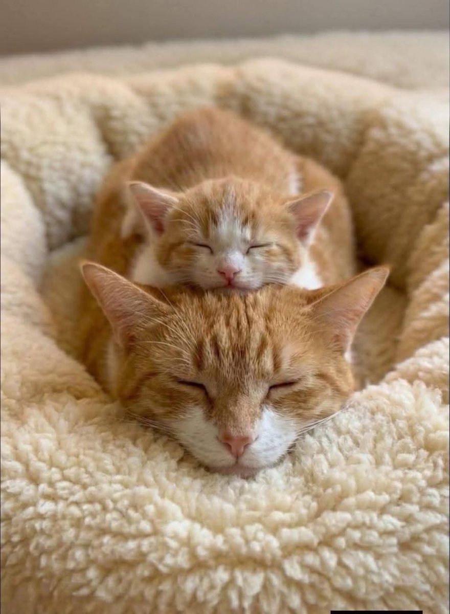 DailyCatsX's tweet photo. https://t.co/nwJs26CVeG