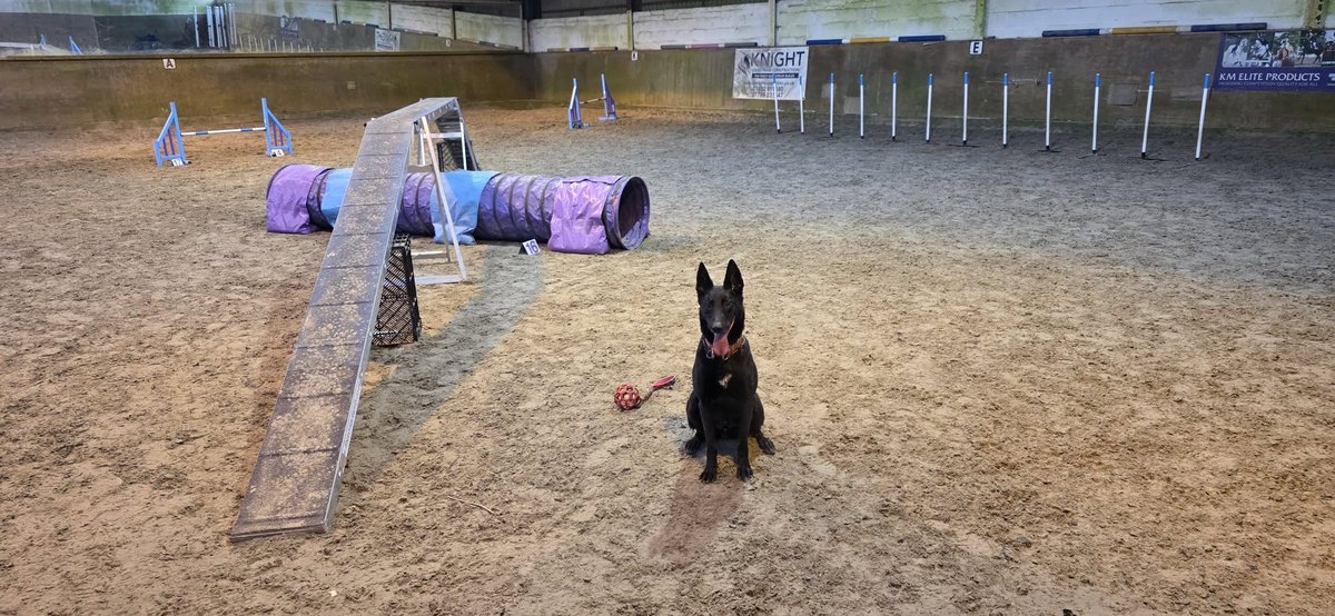 gsrescueelite's tweet photo. Rex is 4yrs old and he is a super lad who is thriving in his #foster home and enjoying agility and tracking. Rex can live with older kids and is living with multiple #dogs but will suit an active home to meet his needs 
#germanshepherd #Essex
https://t.co/6MocnYuMTp https://t.co/Hhkmr8EBJX