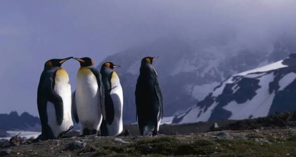 Meerkattweet's tweet photo. @RealPenguin01 You’re literally the bird version of me https://t.co/23mNRUun6y