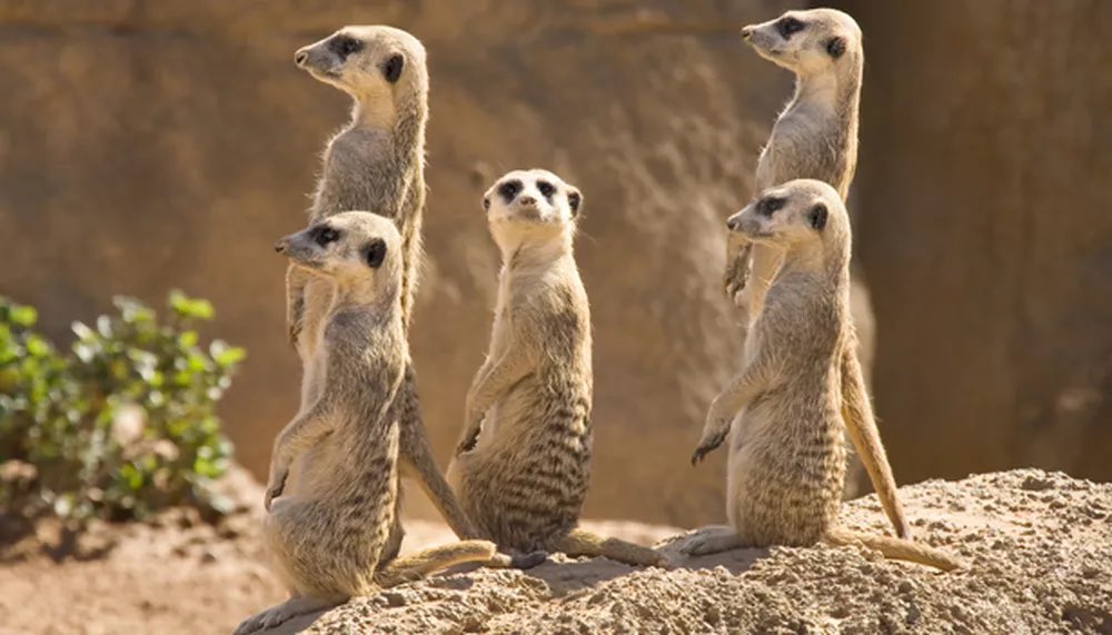 Meerkattweet's tweet photo. @RealPenguin01 You’re literally the bird version of me https://t.co/23mNRUun6y