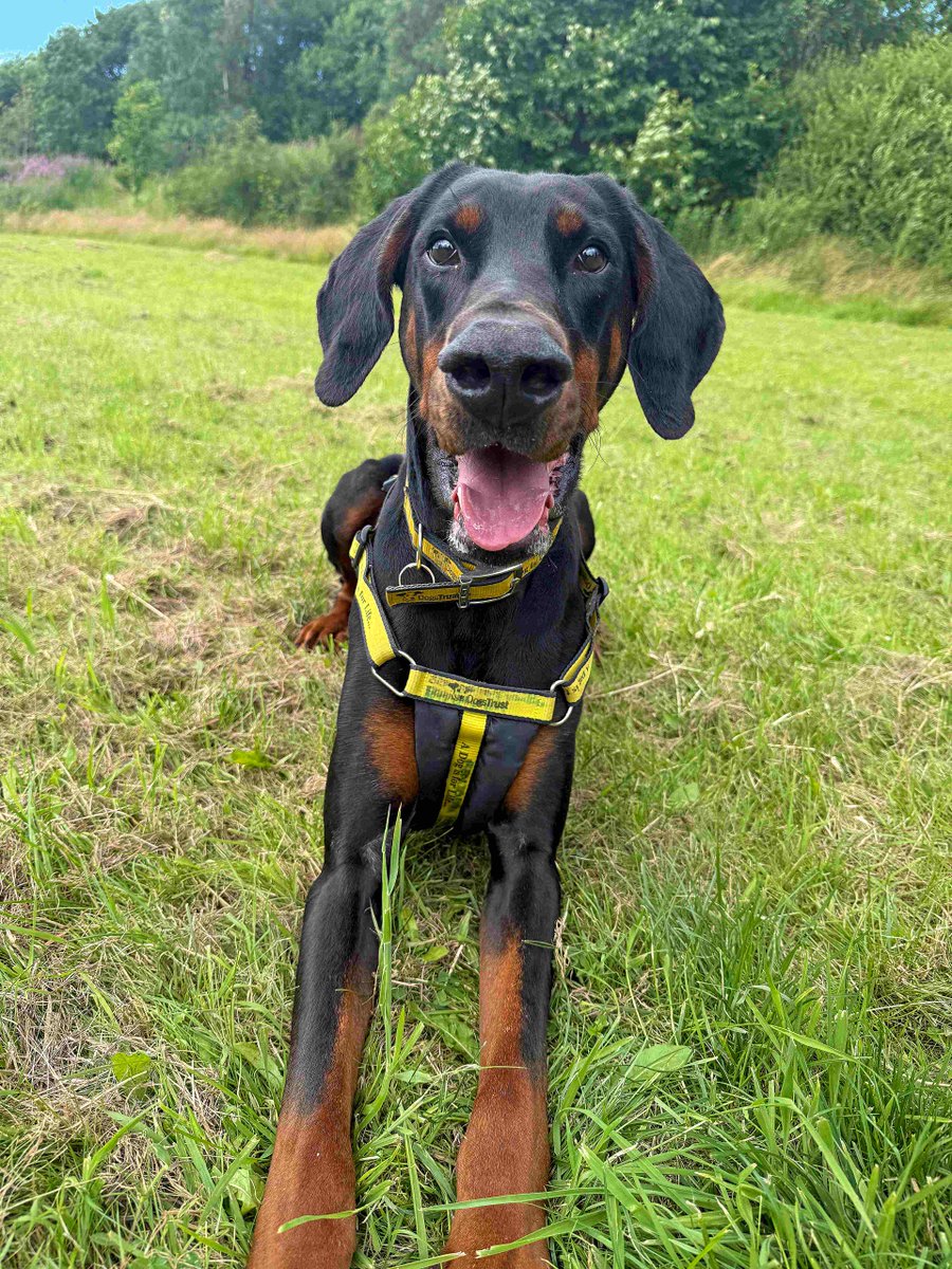 DT_Glasgow's tweet photo. George may be a bit of a giant with his gorgeous model-like legs, but he is in fact, just a baby who is quite worried by new people/surroundings 🥹 He does gets a lot of reassurance from his handlers, so he'd love to find a confident Dobie-loving family who can help him shine! 💖 https://t.co/nO80tZeSzj