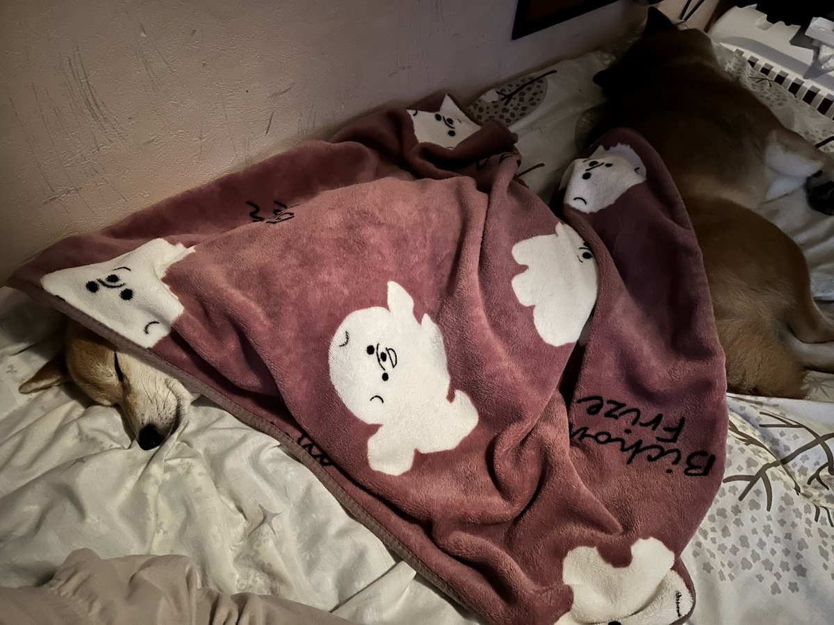 daiya_0807's tweet photo. 最近そろって夜寝ることがまた増えてきたよ🛏️🐕🐕💤
💎はいびき付き
🦊はオキニの膝掛けの中
流石の💎もエアコンつけてるから涼しいなあ。お水もあるしなあ。で、寝に来てるのかな😁 https://t.co/C8T0Ml8ZGU