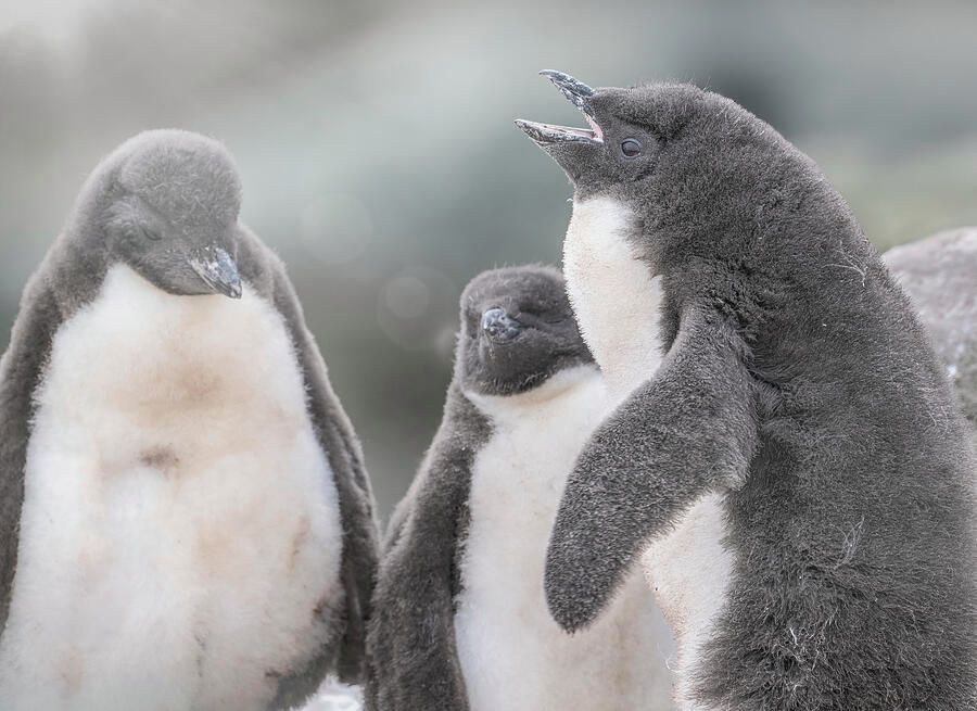 joancarroll's tweet photo. Three Adorable Rockhopper Penguin Chicks Falkland Islands! https://t.co/AMv4w90pBR #rockhopper #chicks #penguins #falkland #bird #birdphotography #birdwatching #wildlife #wildlifephotography #nature #buyart #wallart #artforsale #artstore #travel #travelphotography #wallartforsale #giftideas @joancarroll