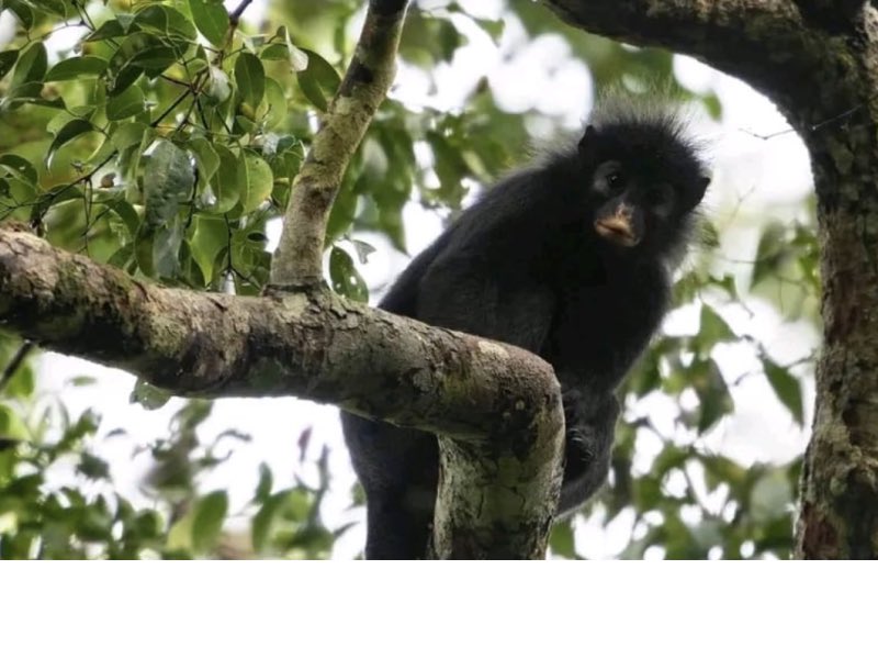 Ligodi's tweet photo. 1/
🇨🇩 Pourquoi la découverte du Likweli, une nouvelle espèce de singe en RDC, est-elle importante pour la science ?
Ce n'est pas seulement une nouvelle espèce. Cette découverte apporte aussi de nouvelles informations sur l'évolution des primates africains et sur la biodiversité encore méconnue du bassin du Congo.