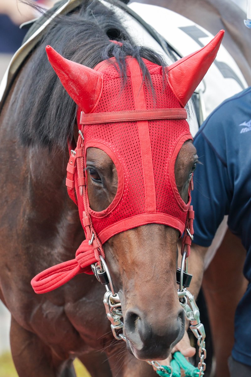 hiro62dober56's tweet photo. ユウユウ大集合🐴🐴🐴🐴

26.07.16 浦和競馬 3R

ユウユウキュラソー
ユウユウコクトバ
ユウユウウタゲ
ユウユウヒレシュ
#ユウユウっ仔
#ミサコンドリア https://t.co/f6d20xsL3X