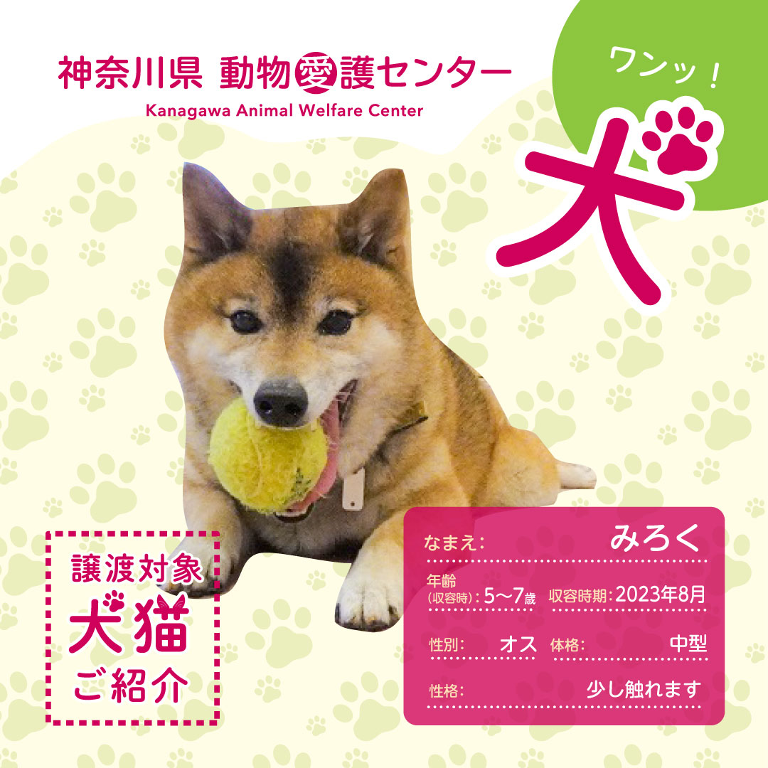 AC_kanagawa's tweet photo. 夏休み開放デー
～保護犬猫たちに会いに来ませんか～

2026年8月22日（土）開催！参加無料！

人気の缶バッジ作りなどのワークショップを開催します！