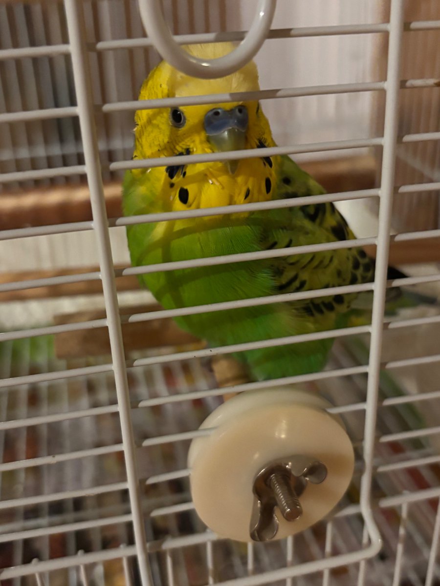 chan_fee_cathy's tweet photo. 見なよ…Cuteなインコちゃんを https://t.co/E4wAJwOIit