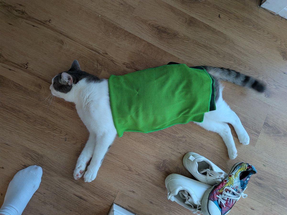 rowanknight481's tweet photo. Daughter sent pic:Hauntly with his towel on. It's very light weight and rinsed under the cold tap which helps him to keep cool. I now have one each for the dogs and they too love this. A great idea for the heat. https://t.co/09YpQqHLGd