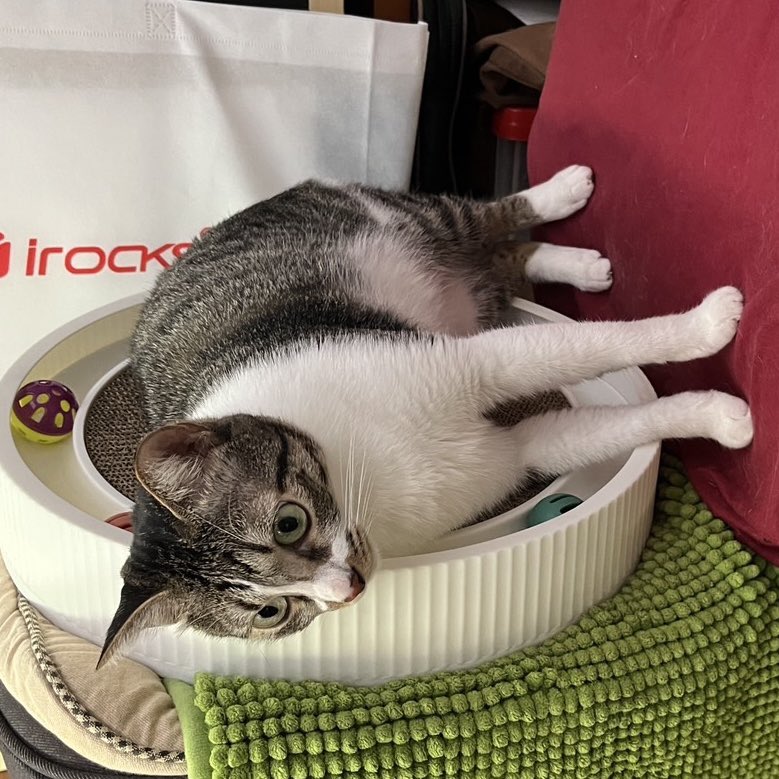 kouitu_sin's tweet photo. 先說 不是P的

誰能解釋一下我家的貓為什麼要站在椅背
然後躺在貓抓板上 https://t.co/QDGP90NjDw