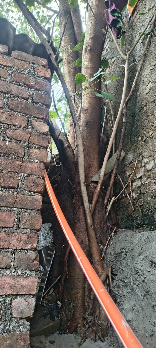 SujitVi83420900's tweet photo. There is a serious issue of both the tree falling at Ashok Nagar Near Durga Mata Mandir, Vashi Naka, Chembur
(400074)@mybmc Take immediate action and cut both the tree and please remove all the branches,logs and debris on the same day.
@SamriddhiKate https://t.co/K3pQ0m2R3N
