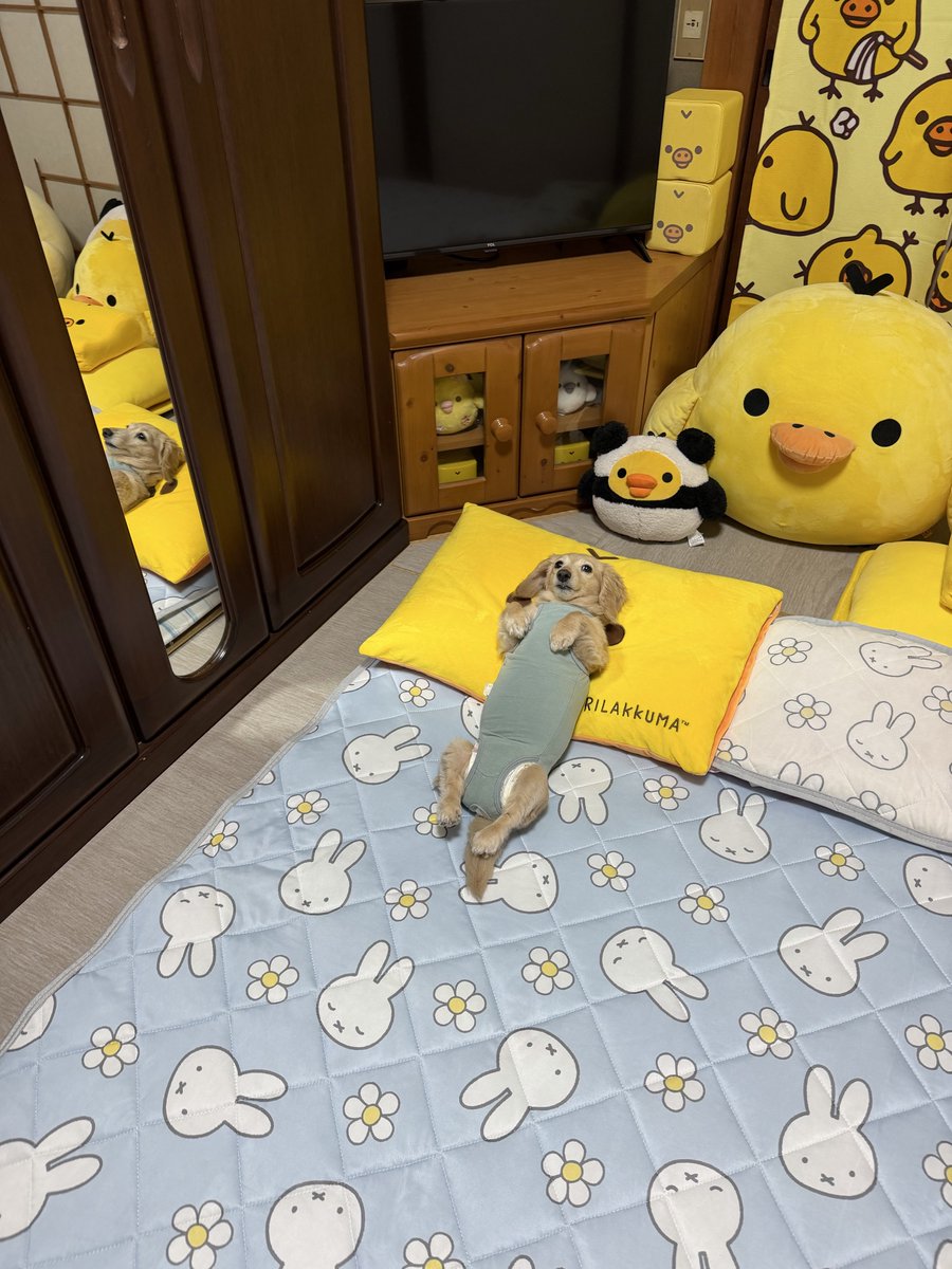 kuu_raira1717's tweet photo. 毛布待ち🥹 https://t.co/EjBSTIGHBm