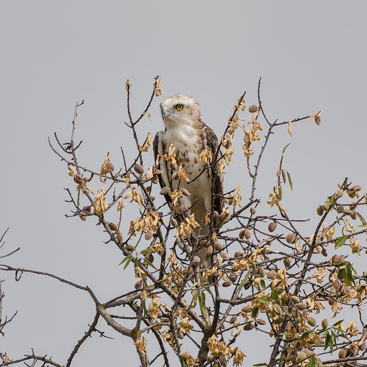Garumnia's tweet photo. 𝘏𝘪𝘦𝘳𝘢𝘢𝘦𝘵𝘶𝘴 𝘱𝘦𝘯𝘯𝘢𝘵𝘶𝘴

✔️Àguila calçada (català)
✔️Espolsamates o esparver (a les Balears)
✔️Águila calzada (castellano)
✔️Águila pinta (asturianu)
✔️Alica chicota (aragonés)
✔️Aguia calzada ou aguia caudal (galego)
✔️Booted eagle (english)

🗓️ 15-7-2026 https://t.co/d2U2w7mK2Y