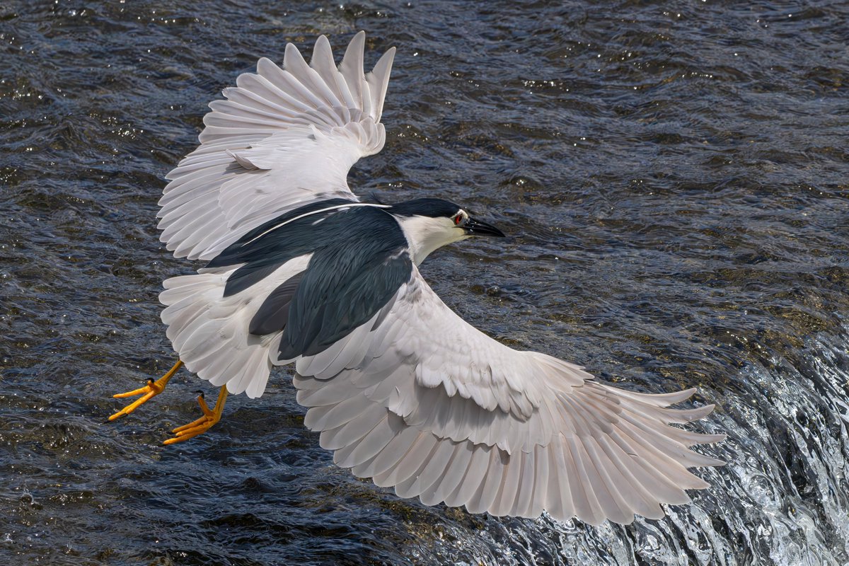 yacyou's tweet photo. はばたくゴイサギさん。

#野鳥 #鷺 #ゴイサギ #鷺科はいいぞ
#birds #bird #birdsphotography 
#egret #heron https://t.co/TzLeEtaxnv