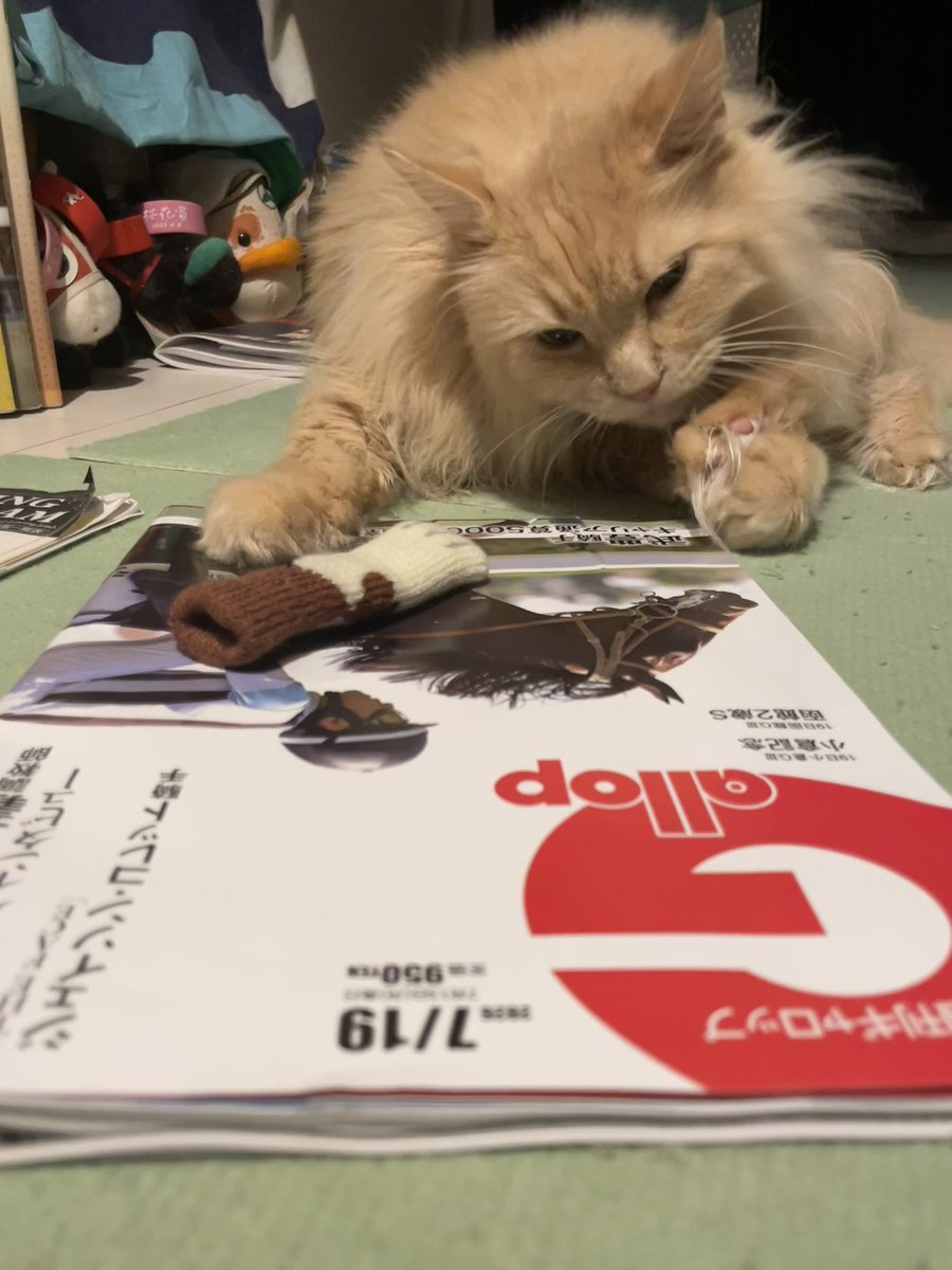 ginobouya's tweet photo. さあ今週も予想に磨きをかけるにゃ😼
#週間Gallop 
#猫のいる暮らし https://t.co/TQjlVxIz9V