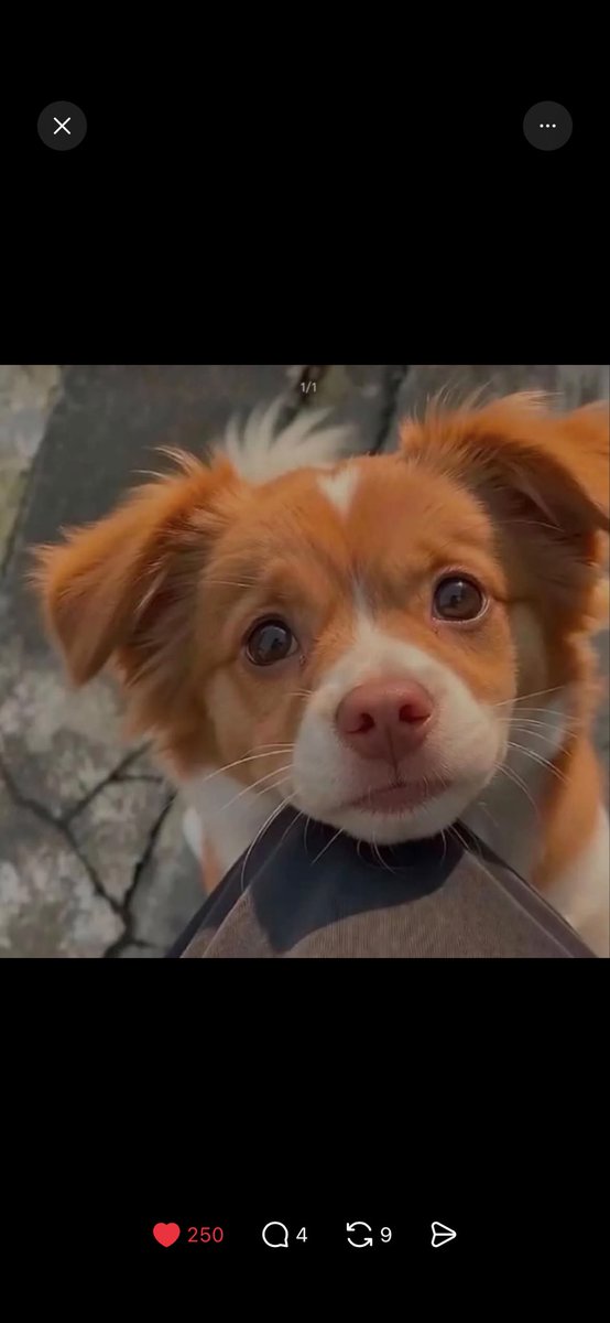 mk32nvz's tweet photo. Never forget Wang Wang and her puppies.
The mother dog was burned alive, and her babies were beaten to death by four 14-year-old boys who laughed throughout the video in China. Cruelty is not entertainment. They deserve justice. https://t.co/GMXziin3MT