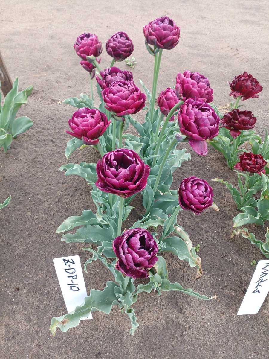 pansybreeder's tweet photo. Z-DP-10

オランダで育種をしている生産者から系統名のみの状態で譲られたもの。
6年ほど経ち、結局名前がつくことはなく廃盤となったという。
もう世界で私のところにしか無いのかもしれない。 https://t.co/mU6KrfSYSJ