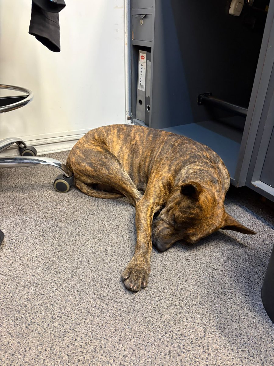 4uf_wiedersehen's tweet photo. Esta perrita entró a las oficinas de American Airlines de Av. Santa Fe y Suipacha, está agotada. La están reteniendo hasta encontrar tránsito. Me ayudan a hacer magia para encontrarle un lugar, amigos mundialeros 🙏❤️🇦🇷 https://t.co/wYfOhfUksX