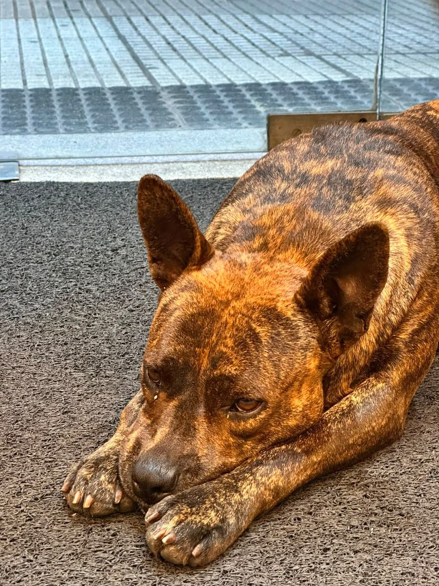 4uf_wiedersehen's tweet photo. Esta perrita entró a las oficinas de American Airlines de Av. Santa Fe y Suipacha, está agotada. La están reteniendo hasta encontrar tránsito. Me ayudan a hacer magia para encontrarle un lugar, amigos mundialeros 🙏❤️🇦🇷 https://t.co/wYfOhfUksX